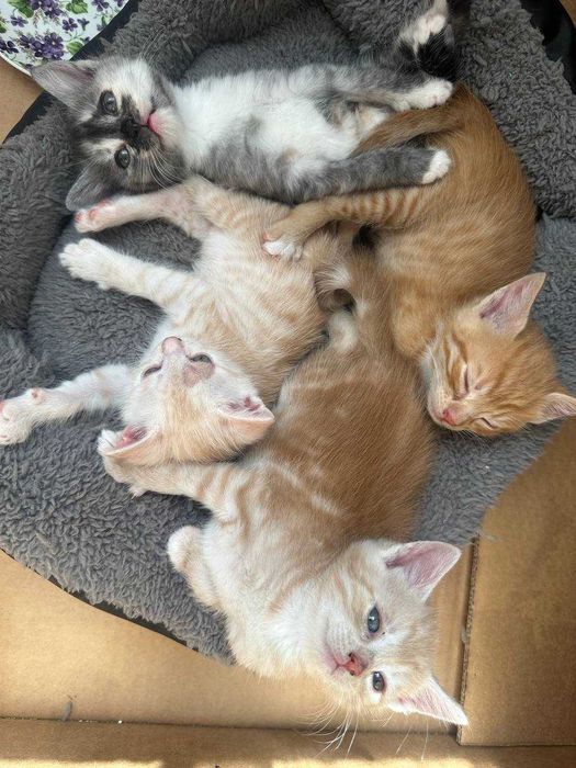 Віддамо котика в хороші руки:)