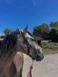 Poldro Lusitano 4 anos