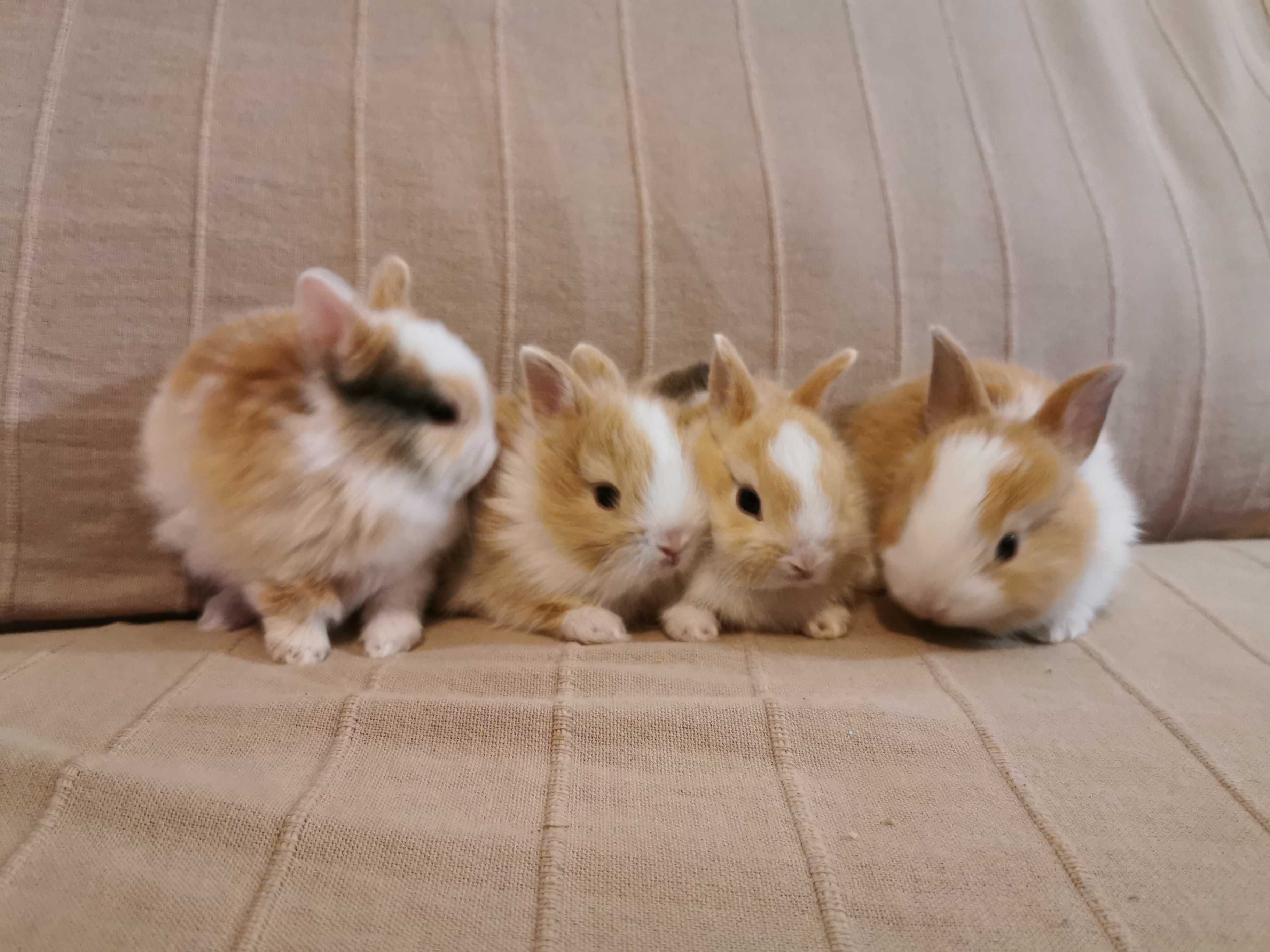 Coelhos anões angorá e holandês mini desparasitados, KIT completo