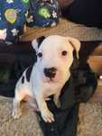 Szczeniak American Stafordshire Terrier