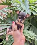 Pinsher qualidade superior