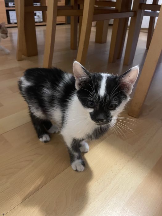 Oddam kocurka w dobre rece