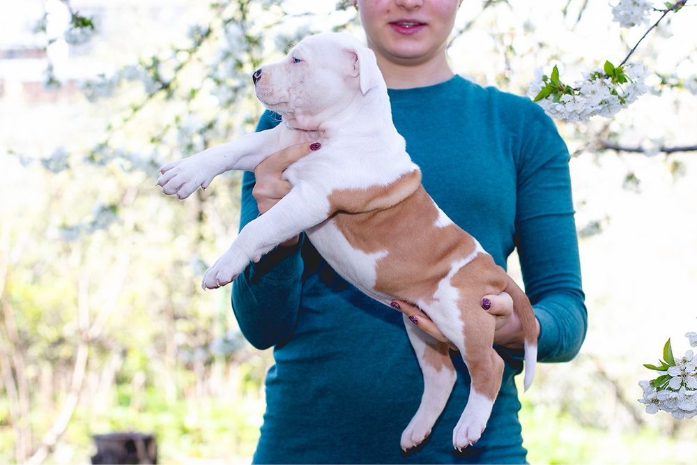 АСТ красивий принт та біла голова з документами