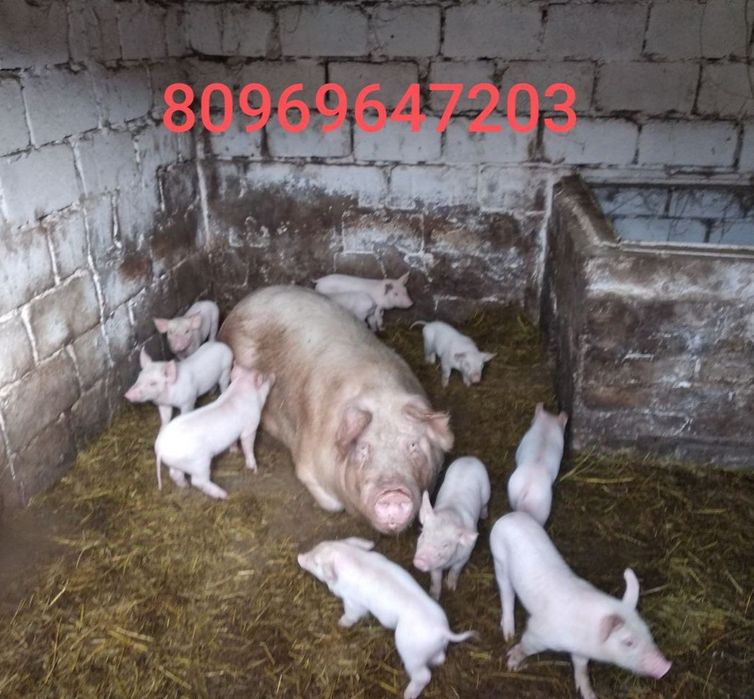 Продам поросят місячних