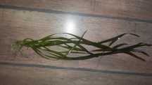 Vallisneria Gigantea i Vallisneria Tiger-Nurzaniec olbrzymi i w cętki