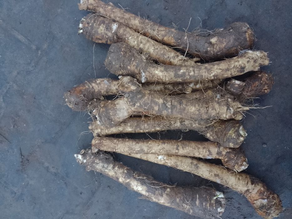 Sprzedam chrzan duńczyk