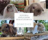 Królik miniaturka mini lop baranek miniaturowy