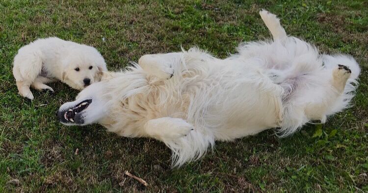 Golden Retriever cachorrinho
