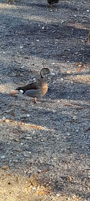 Cocós, faisões e patos