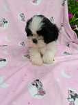 Czarno biała Suczka Shih Tzu