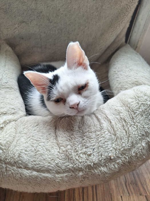 Wyjątkowy kotek czeka na domek!