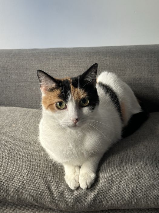 ZOSIA  kochana kotka tricolorka bardzo posi dom