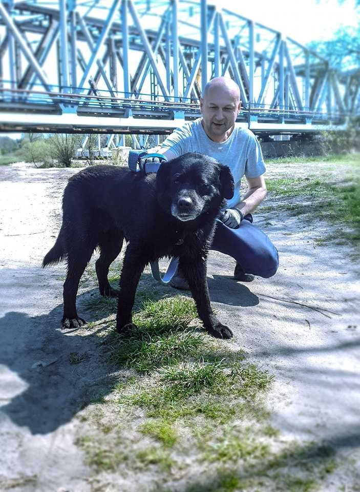 Nero - niesamowicie piękny pies w typie Labradora