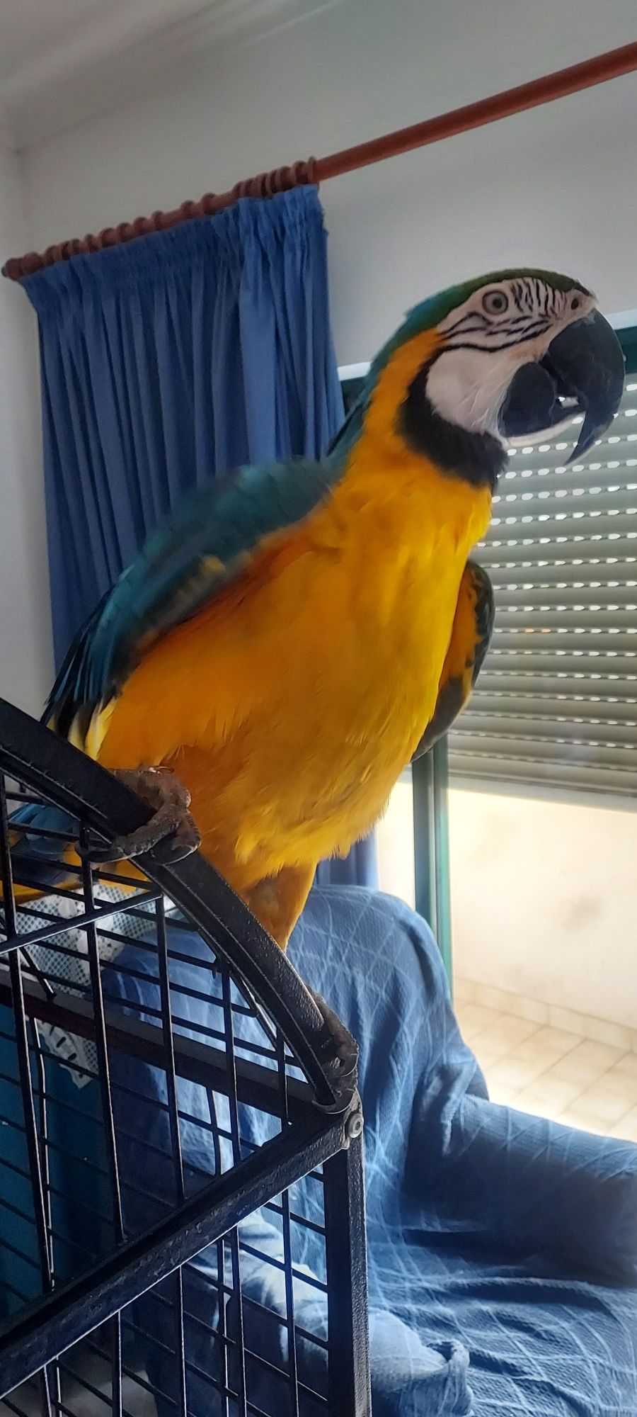 Arara arauna macho c/ 3 anos