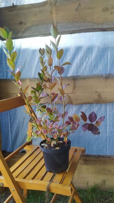 Саженцы голубики / Саджанці лохини 2,3 та 4 років. Різні сорта.