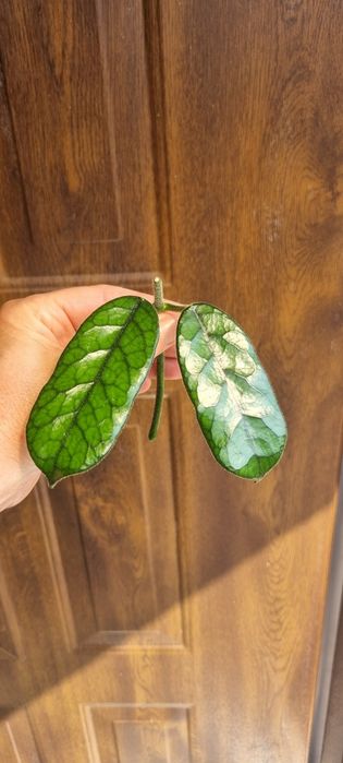 Hoya Globulosa cięte sadzonki