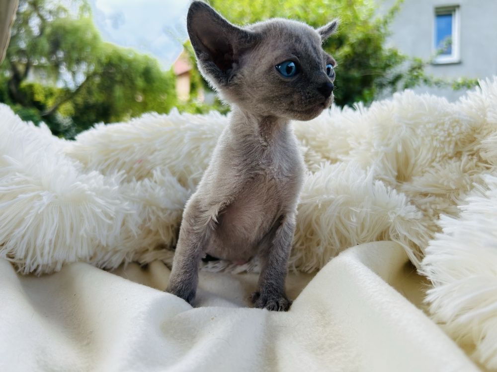 Kocurek niebieski point niebieskooki Devon Rex