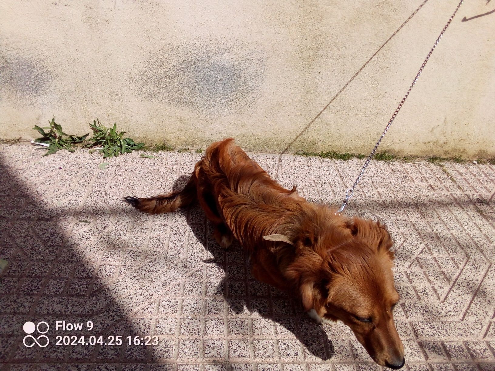 Animal para dar  a quem quiser ter um amigo e companheiro