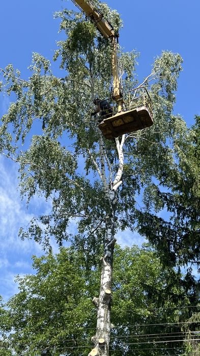 Зрізати дерево, кронування, санітарна обрізка дерева