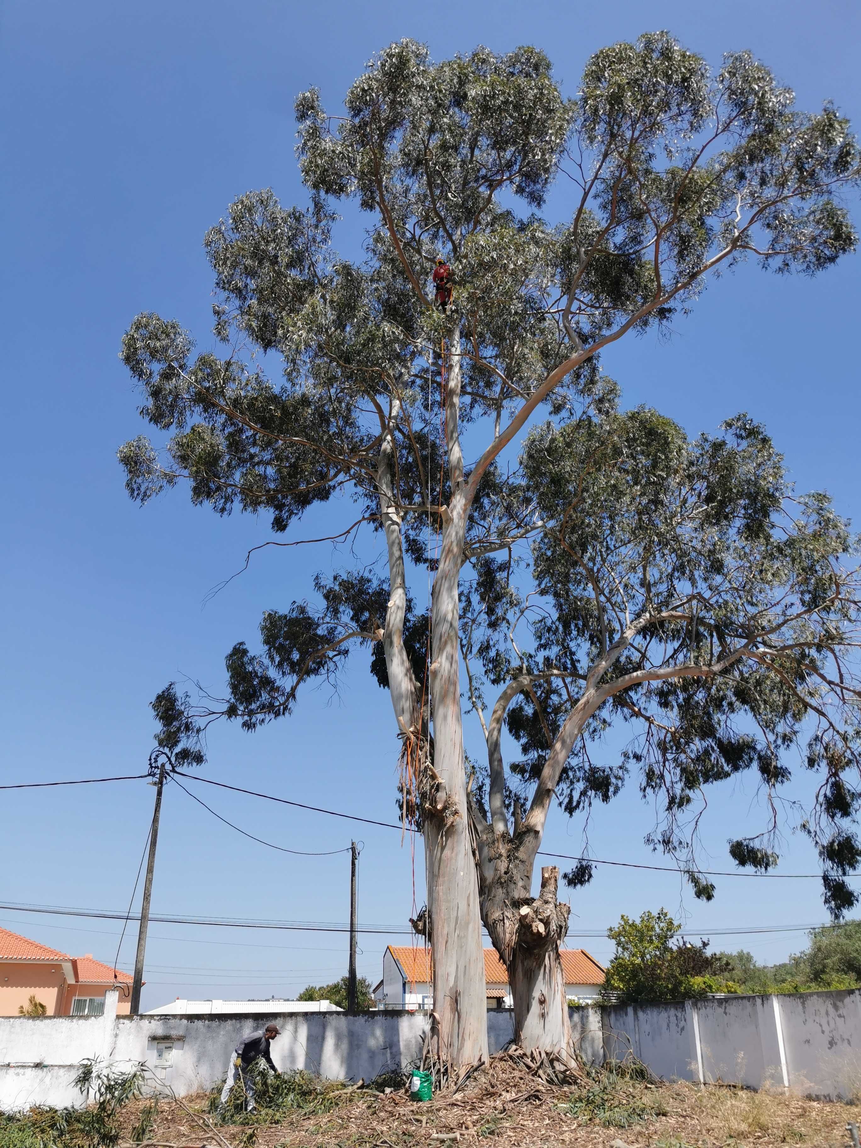 Corte de árvores difíceis / Difficult tree pruning and removal