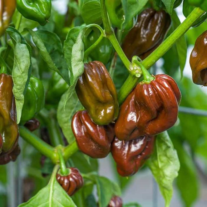 Sementes de habanero chocolate
