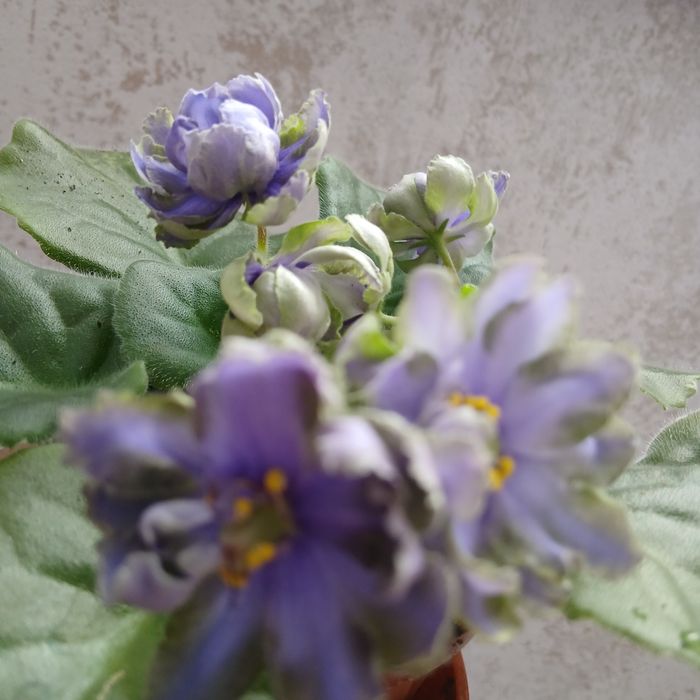 Фіалки   сортові