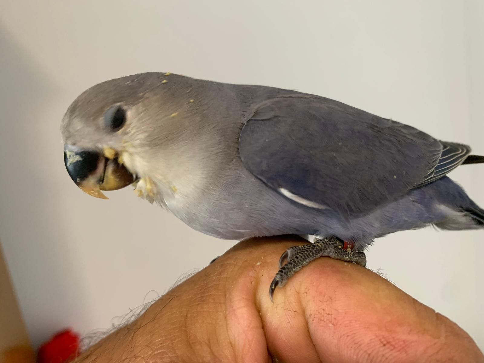 Agapones rosicolis  domesticados