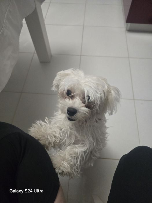 Продам цуценя мальтійська болонка