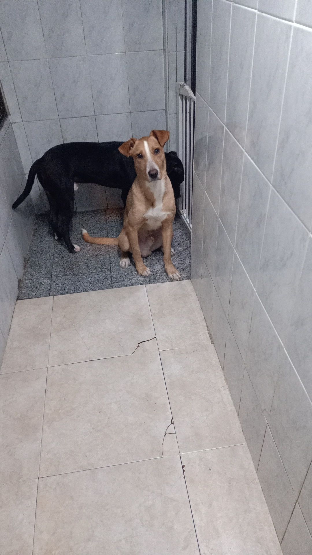 Cão para adoção  responsavel