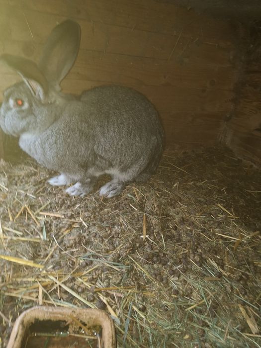 Sprzedam samca królika.