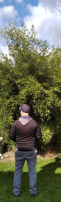 Bambus zimozielony zimoodporny