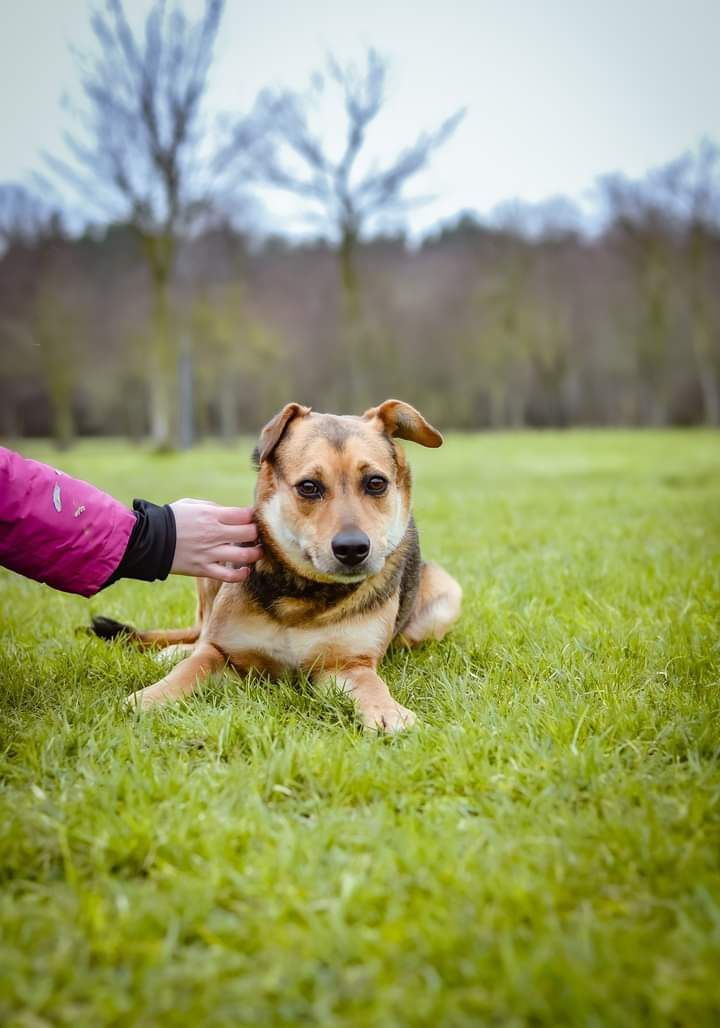 Nieśmiała Sunia, potrzebująca dużo miłości i wyrozumiałości do adopcji