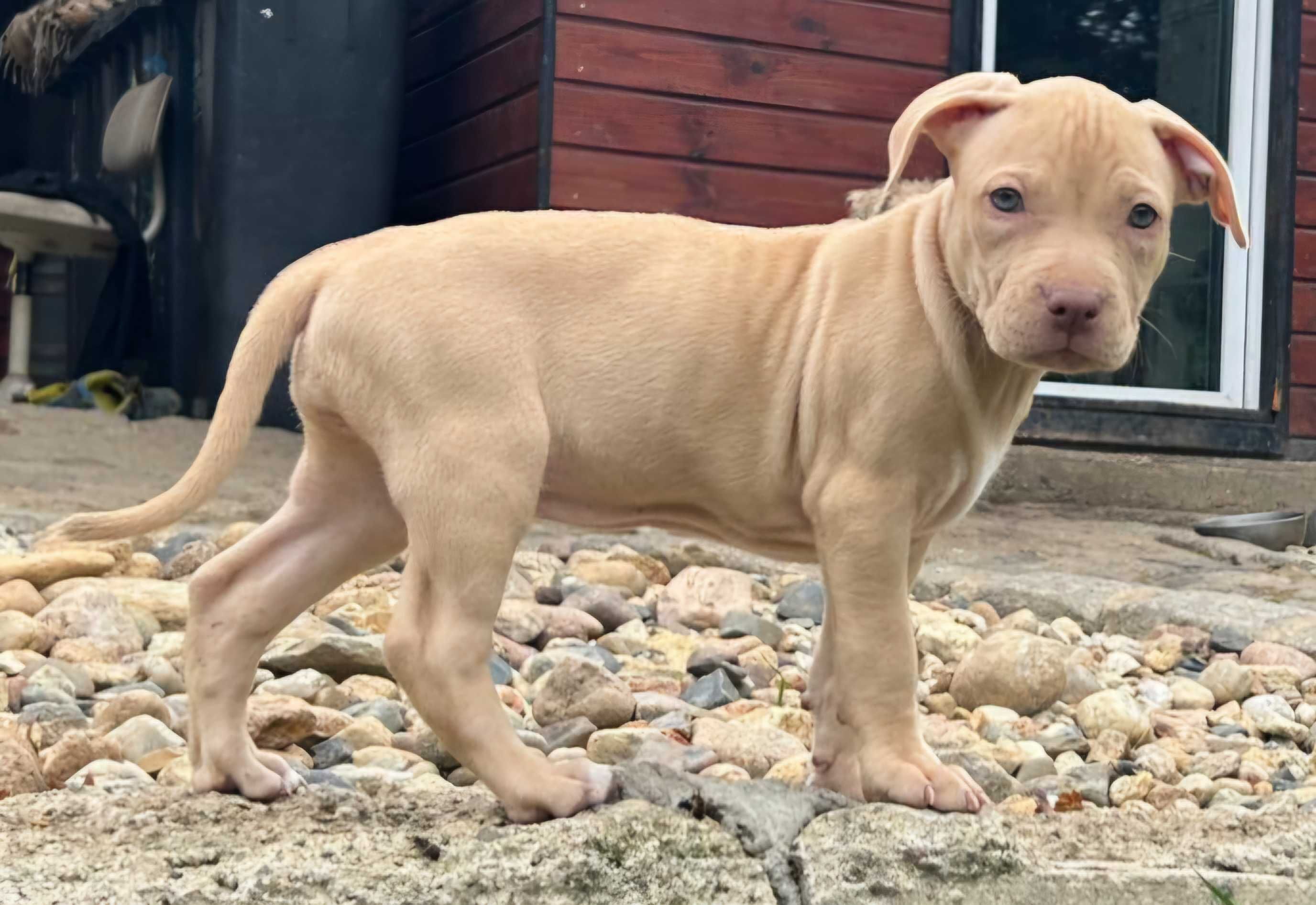 Amerykański pitbull terier