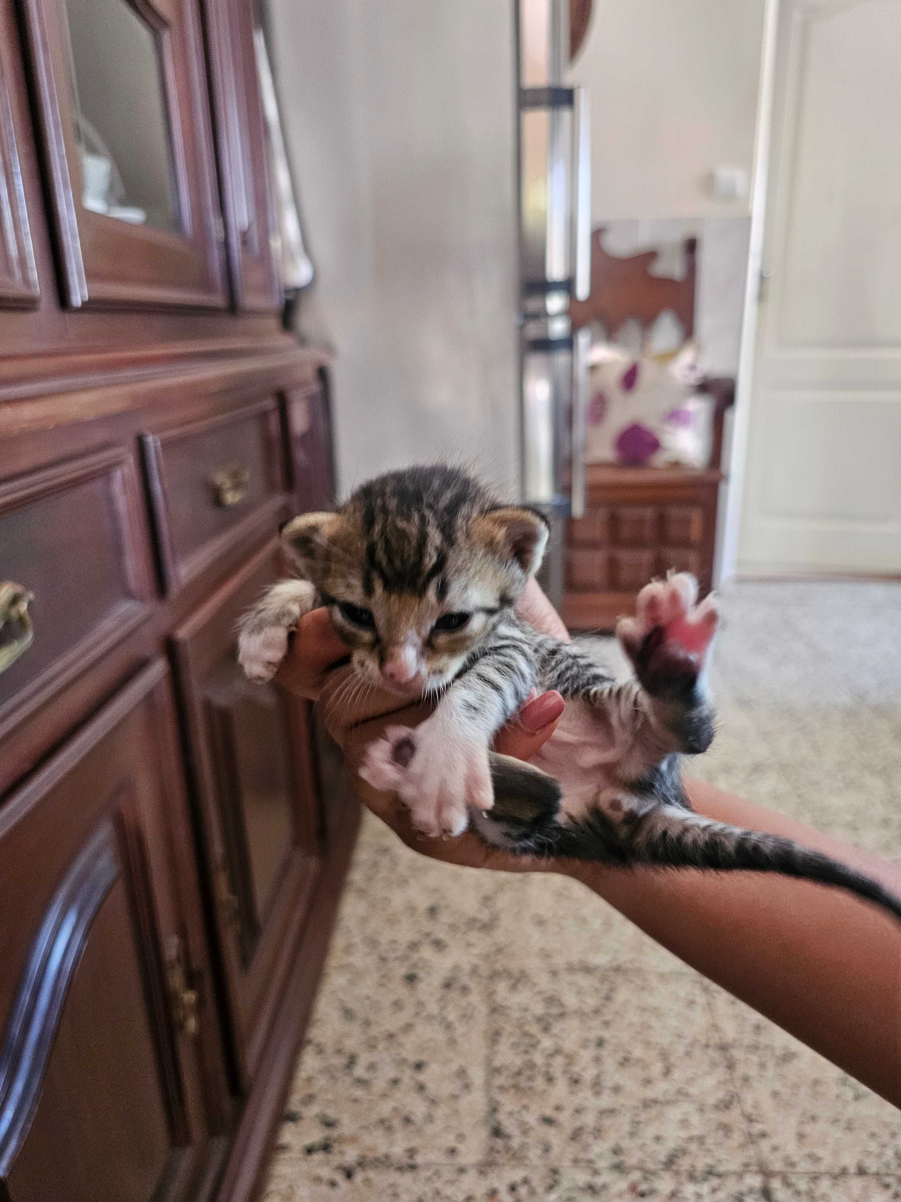 Gatinhos bebés recém nascidos