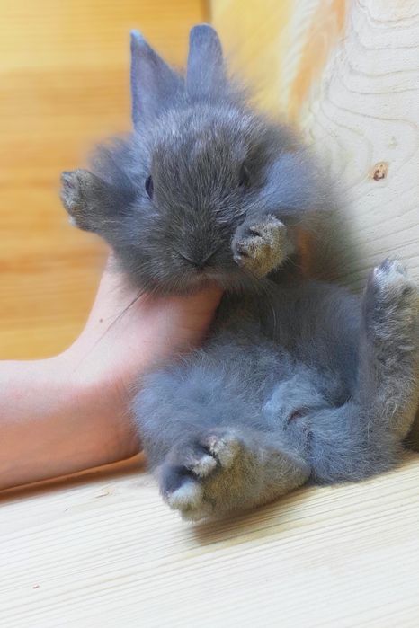 Карликовые супер мини декорат.торчеухие и вислоухие мини кролики