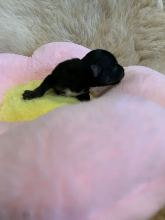 York  czarny samiec piesek