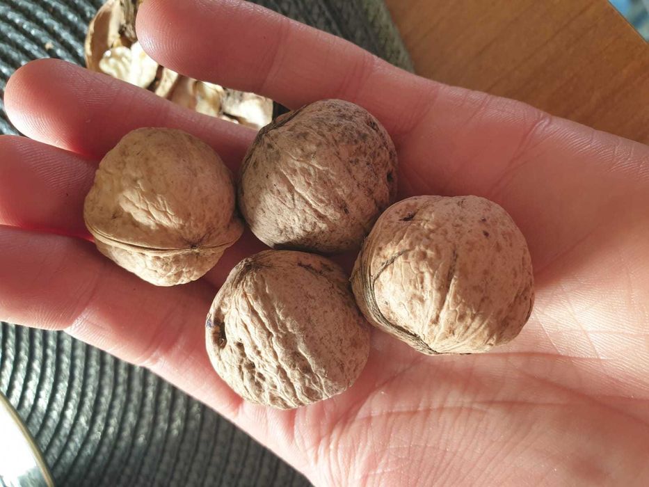 orzechy włoskie mały i duże mieszane