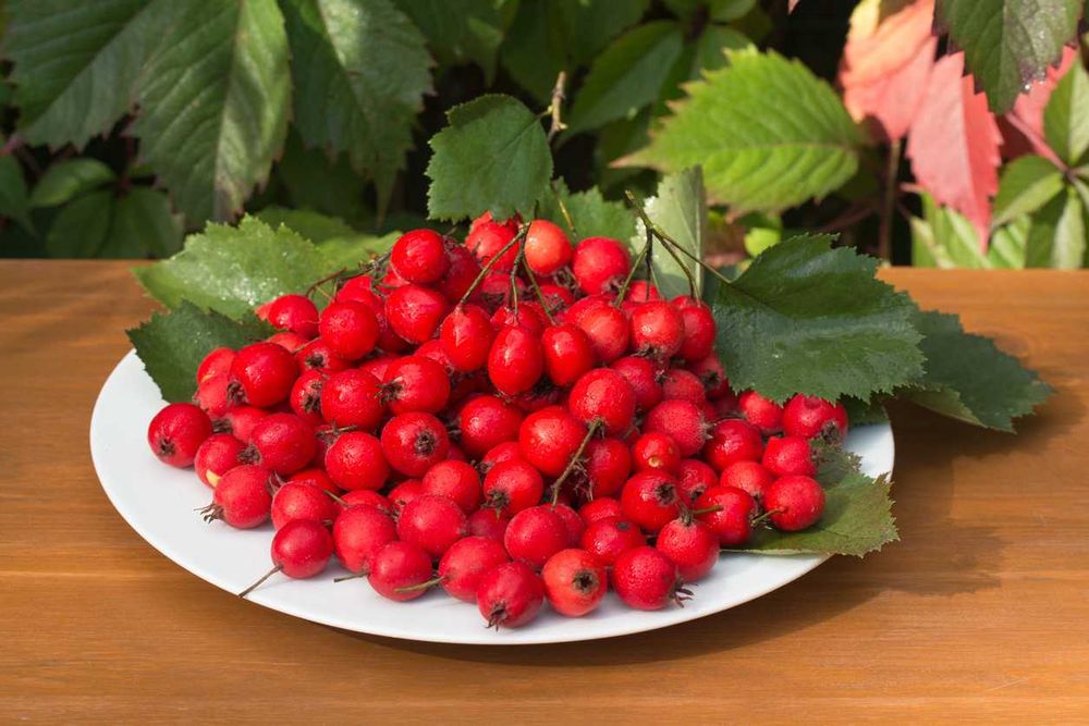 Саженцы Боярышника Американского