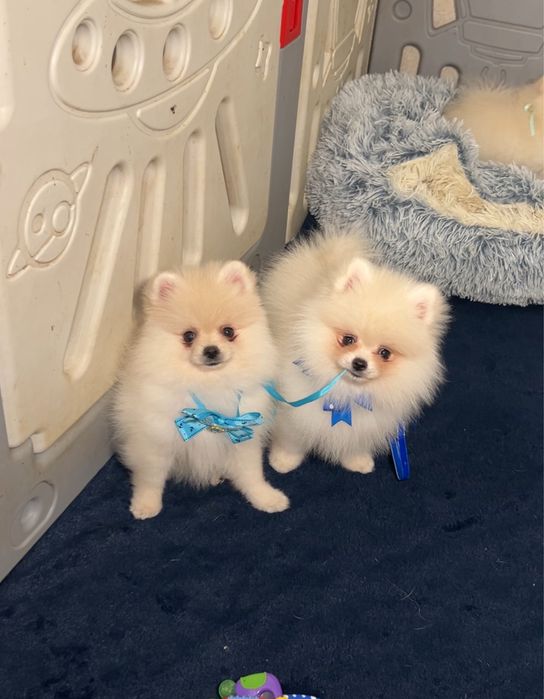 Хлопчики померанські шпіци