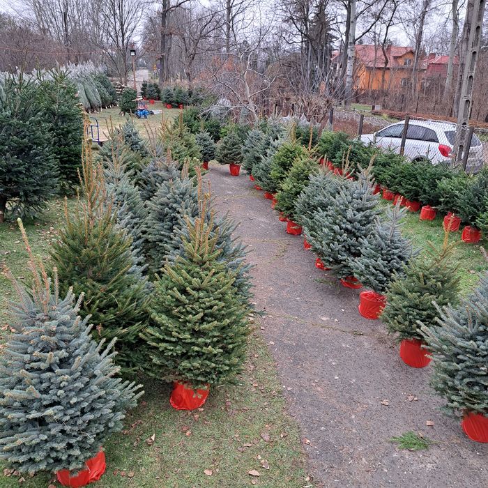 Jodły, Świerki cięte, doniczki Warszawa, Puławska 416 już Dowozimy