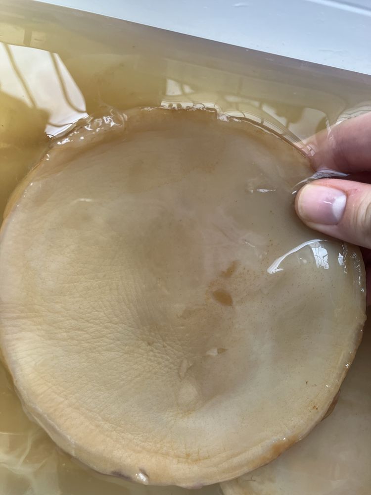 Чайний гриб, Комбуча, SCOBY