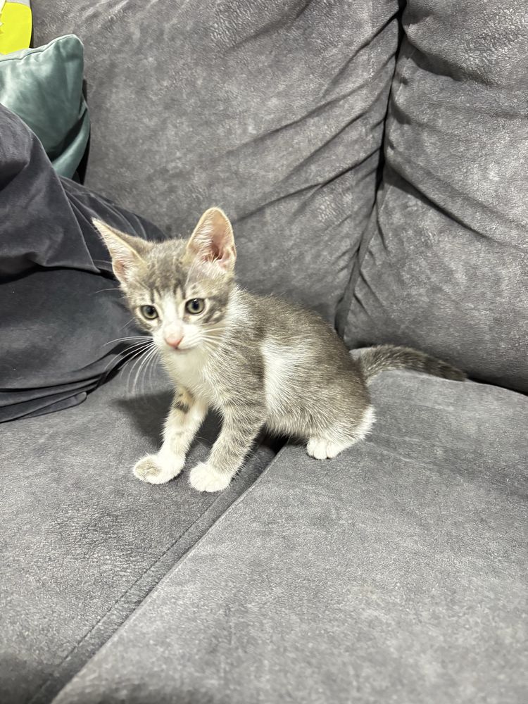 Gata femia filhote