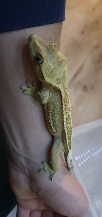 Gekon orzesiony z terrarium, wystrojem i suplementami