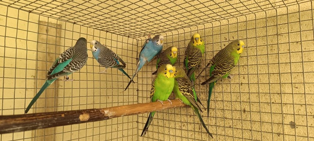 Periquitos clássicos