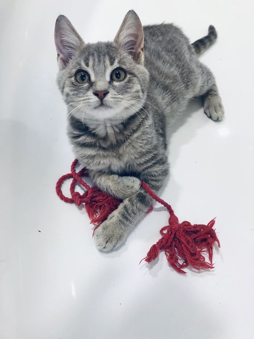 Котик безкоштовно