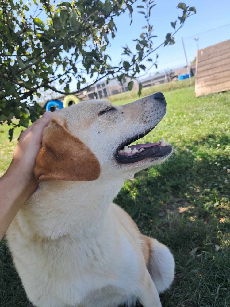 Cynia do adopcji