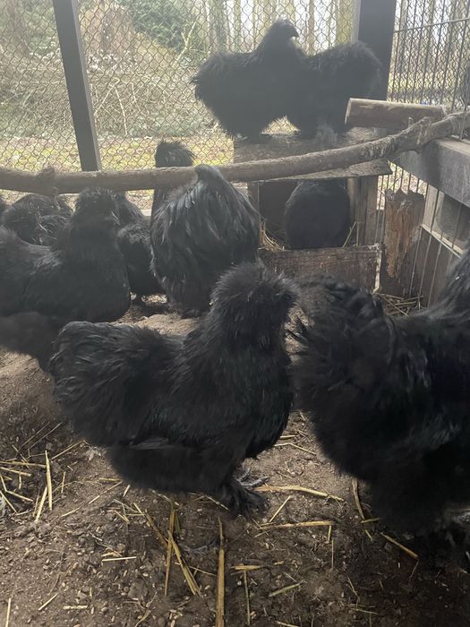 Kury silki jedawabiste typ USA 2024 r czarne