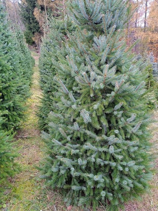 Sadzonki iglaków od 1m prosto z pola