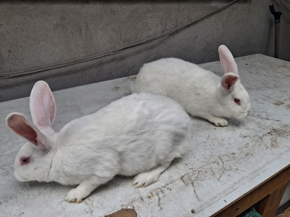 Termondzkie  mlode waga okolo 2kg