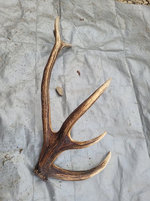 Zrzut jelenia poroże